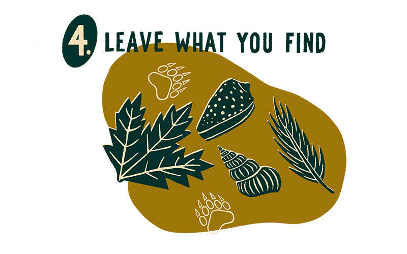 Leave No Trace Elopement Principle #4 - Leave What You Find