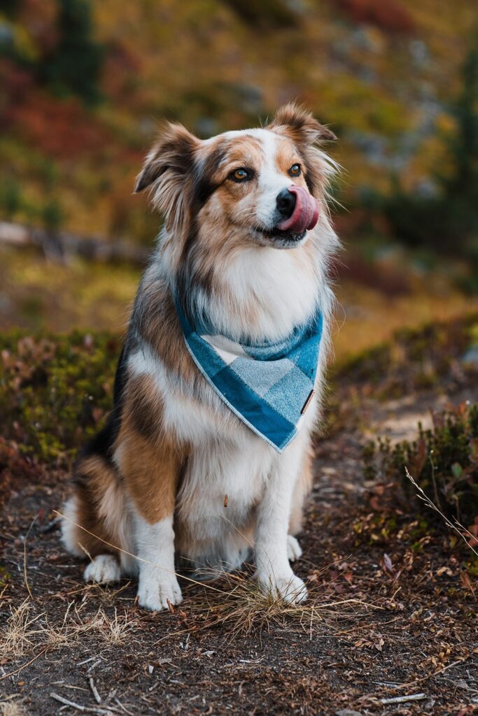 Pup wearing blue checkered bandana during Washington elopement at Snoqualmie Pass