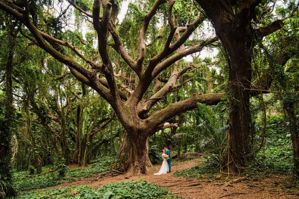 Bride and groom kiss under a large tree in the rainforest during their Maui elopement