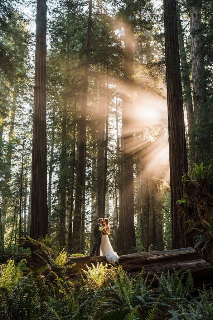 Bride and groom stand and kiss on a fallen redwoods tree at Jedediah Redwoods Smith State Park while sunlight filters through the trees