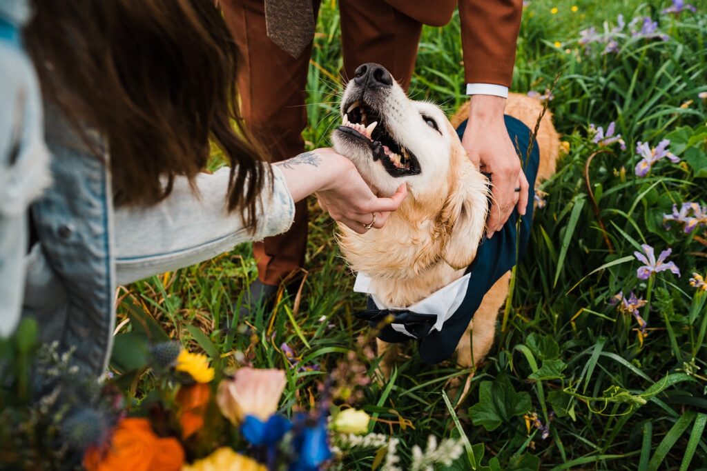 Bride and groom pet their golden retriever pup wearing a tuxedo outfit 