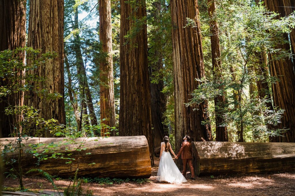 Bride and groom walk through the forest and look up at the giant trees during their redwoods elopement photos on the Oregon Coast