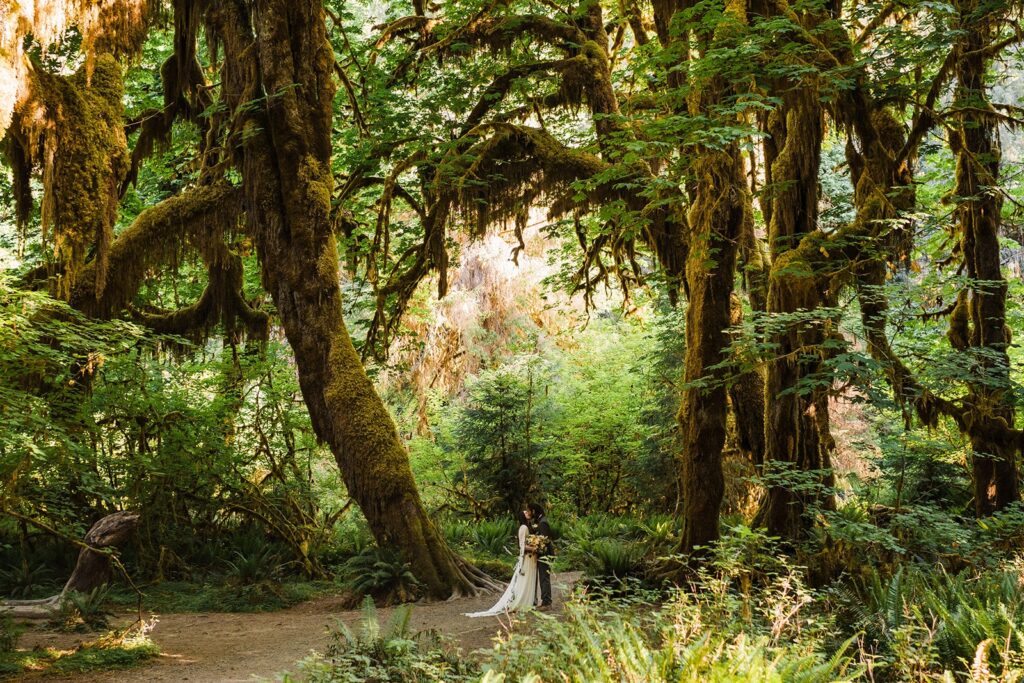 Bride and groom kiss under the trees during their Hoh Rainforest wedding
