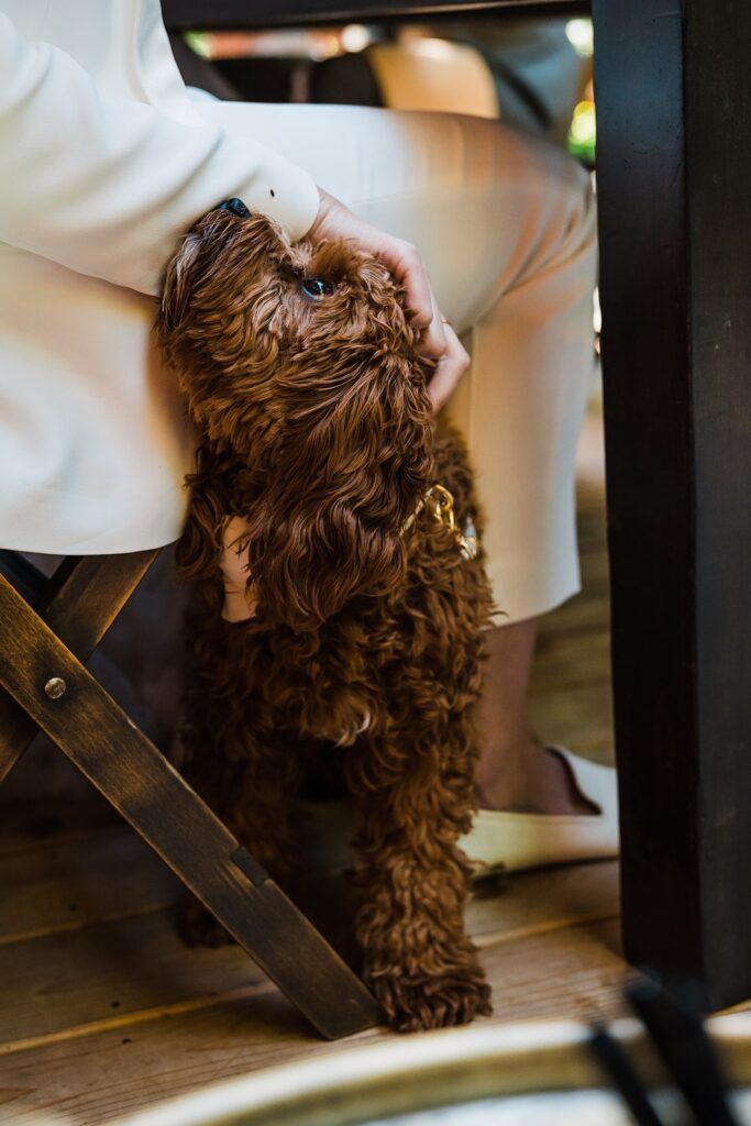 Bride pets pup under the table during outdoor wedding reception at Airbnb cabin