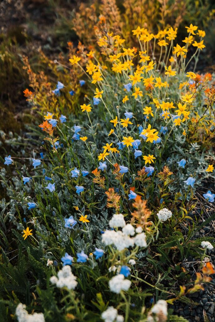Blue and yellow wildflowers