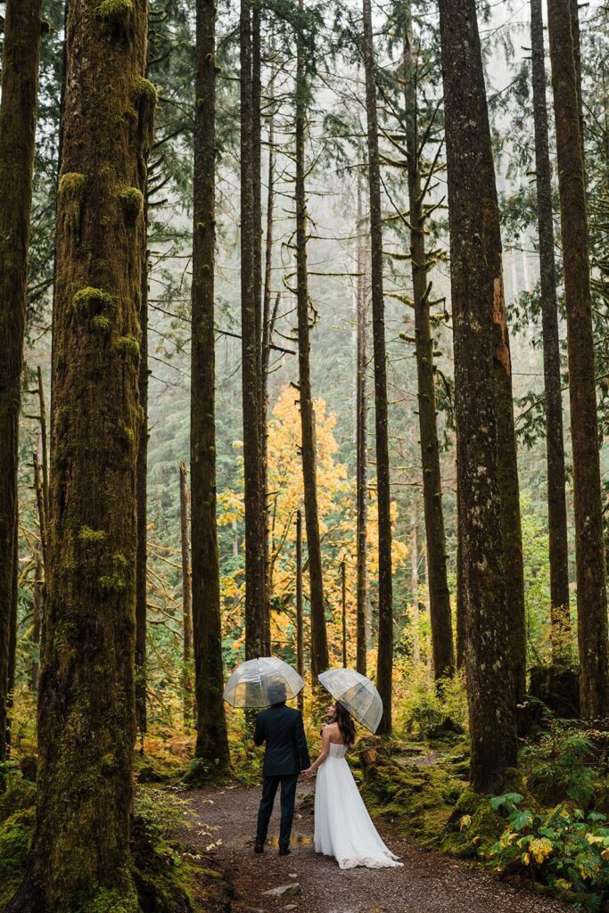 Bride and groom hold hands while walking through the forest with their clear umbrellas