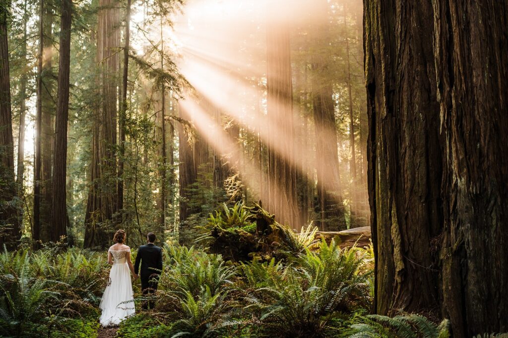Bride and groom hold hands while walking through Redwood National Park after their elopement