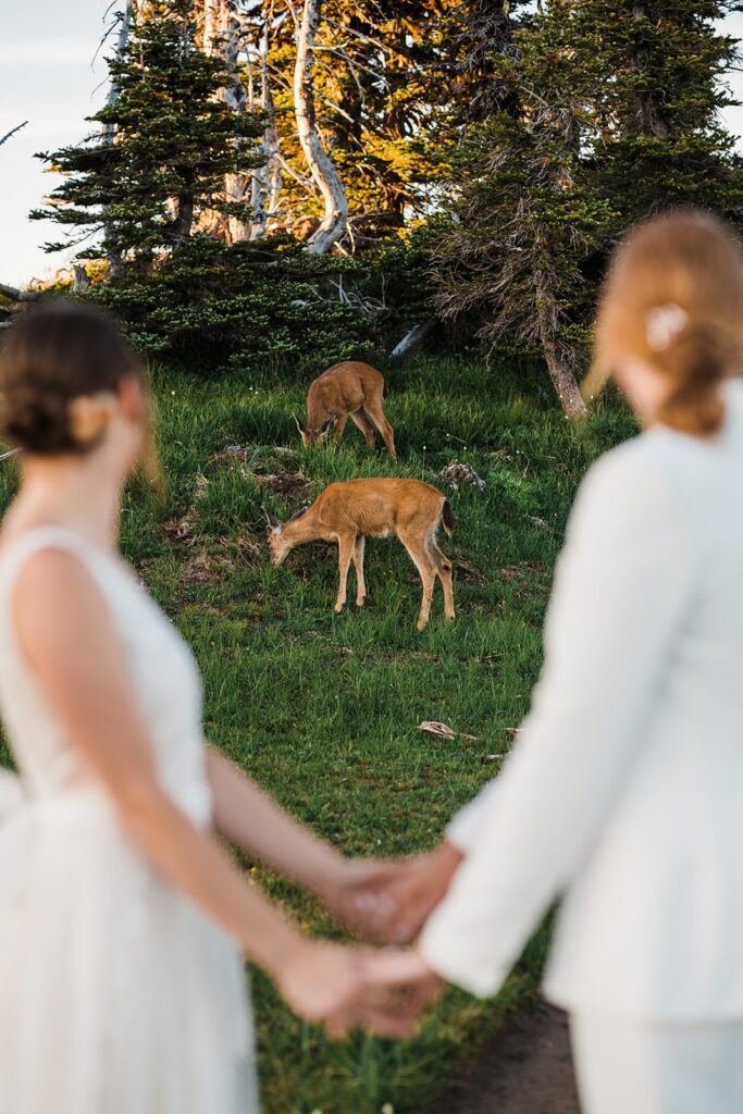 Two brides hold hands while watching deer eat grass nearby 