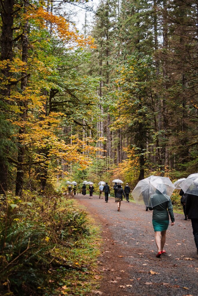 Guests walk through a forest trail with clear umbrellas during a Pacific Northwest elopement in Washington