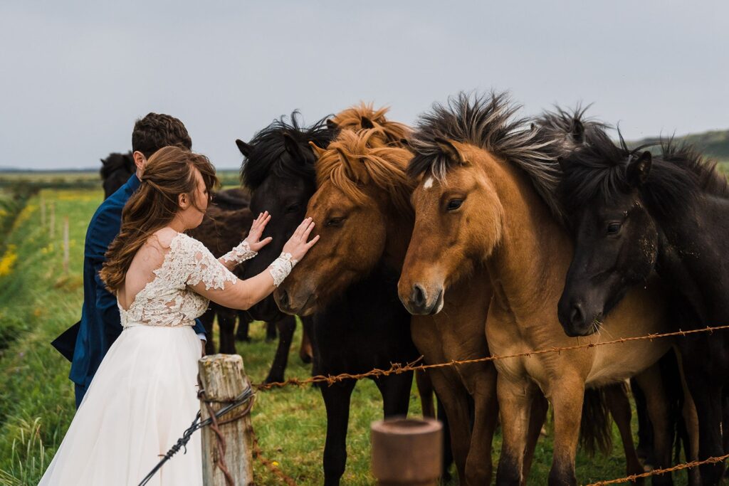 Bride and groom pet wild horses during their elopement portraits in Iceland