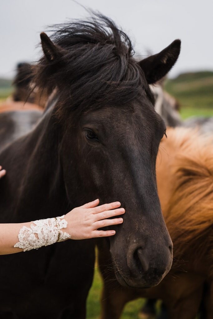 Bride pets black horse in Iceland
