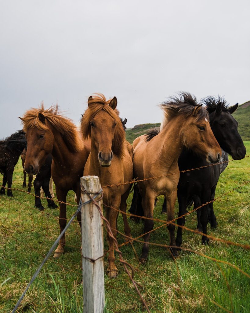 Wild horses in a field in Iceland 