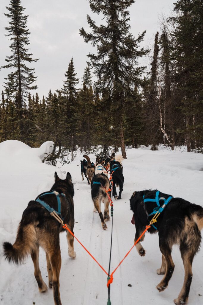 Dogs pull a dog sled in Alaska