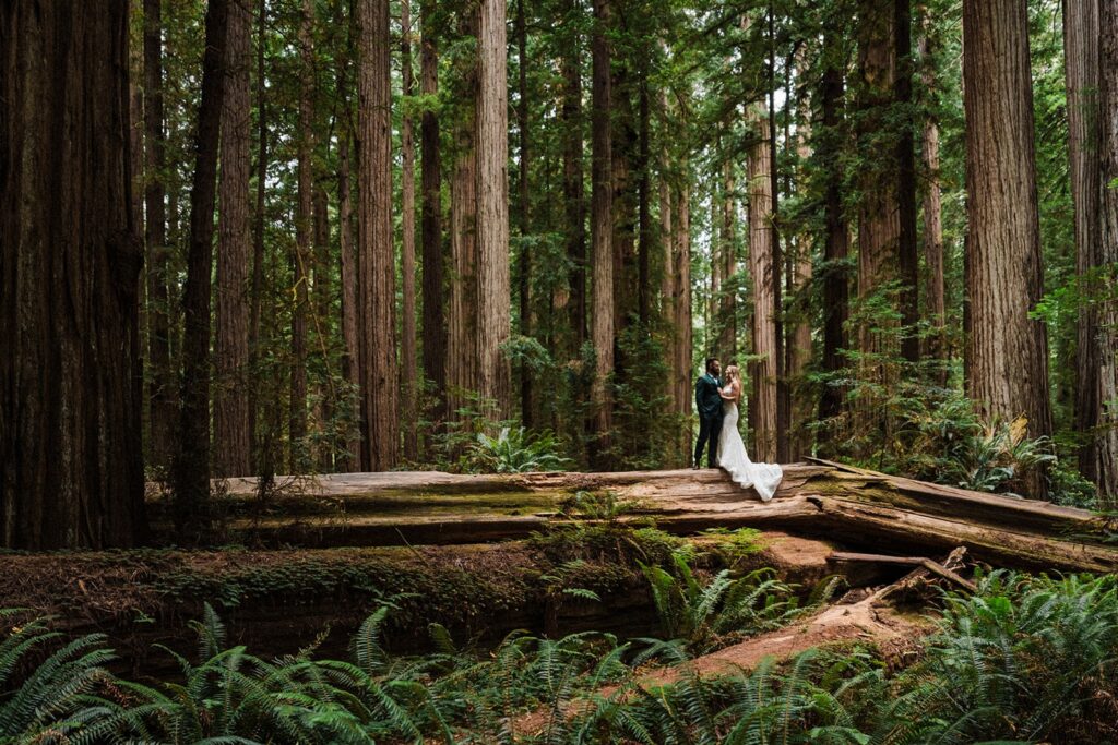 Bride and groom stand on a fallen tree during their redwoods adventure elopement