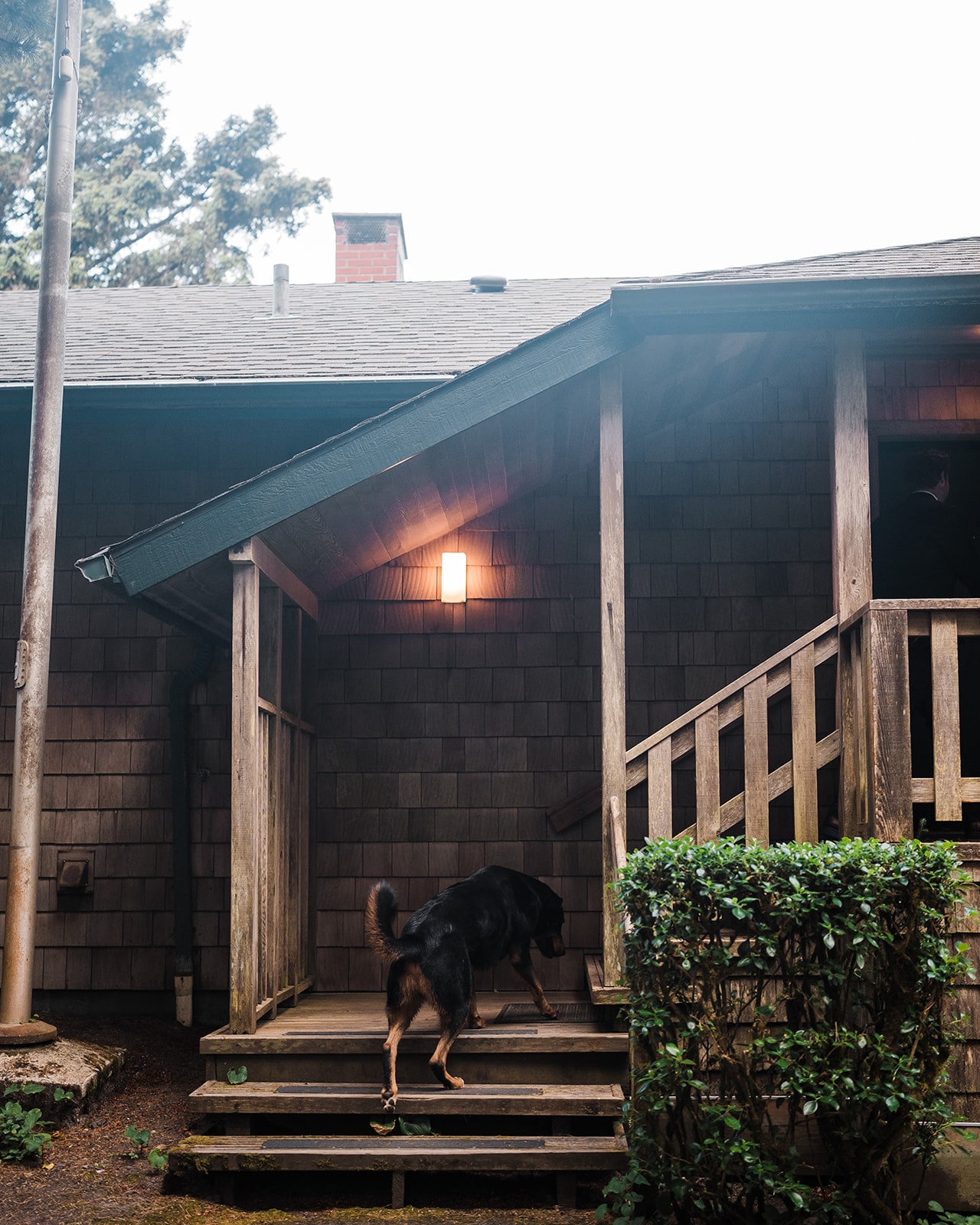 Dogs walks up the steps of an Oregon micro wedding venue