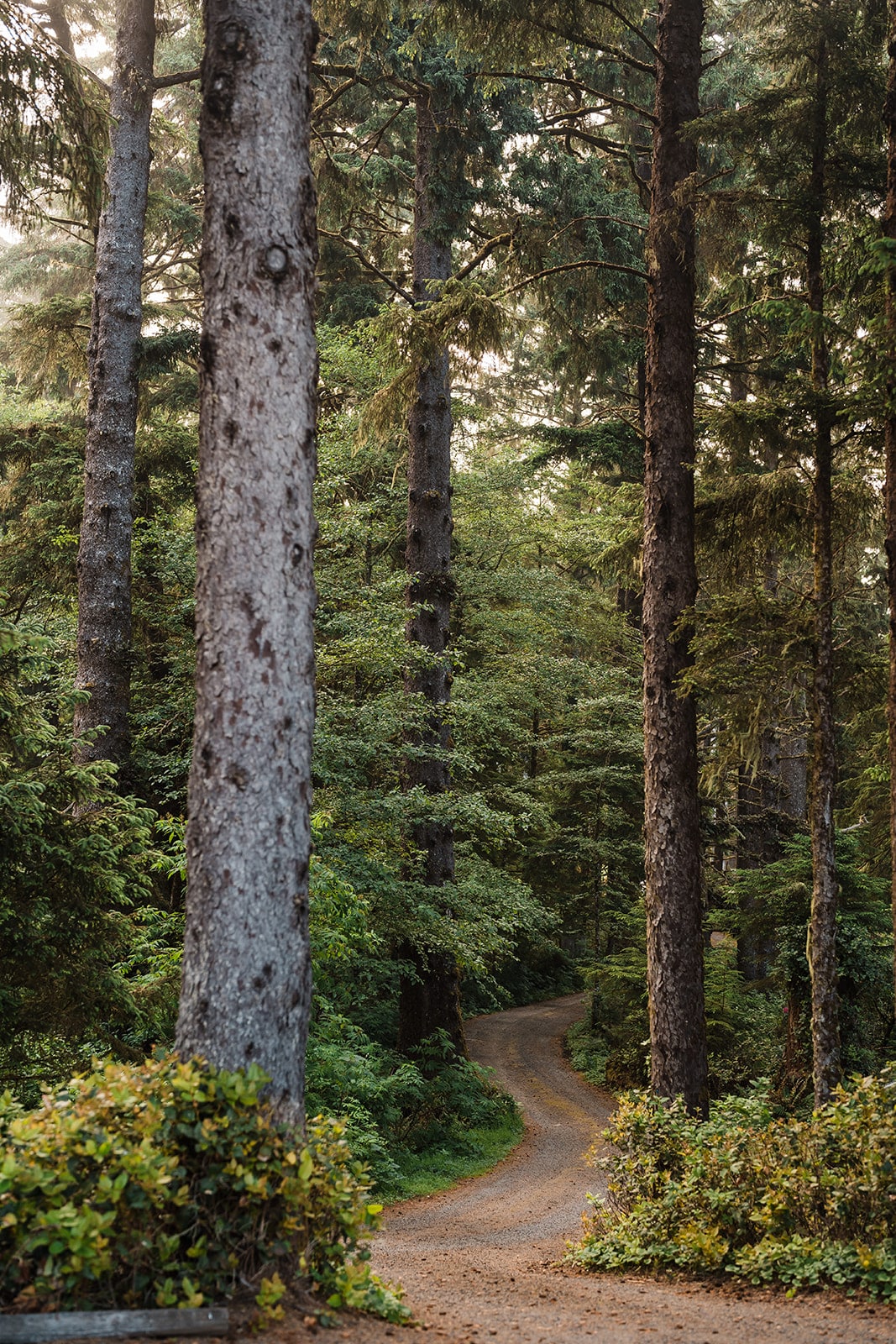 Forest trail in Oregon