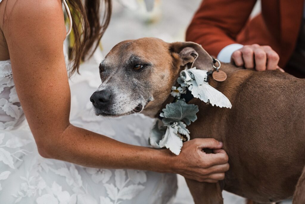 Dog wears a floral collar during a North Cascades elopement