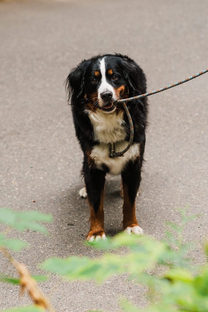 Bernese mountain dog holds his leash in his teeth 