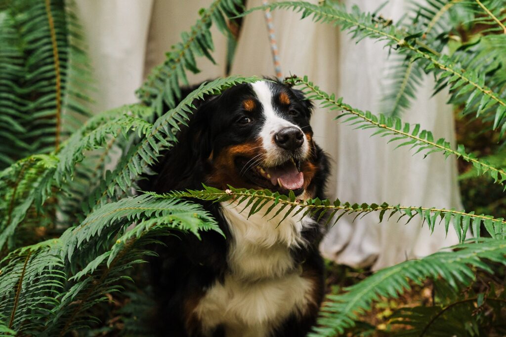 Bernese mountain dog sits in the ferns 