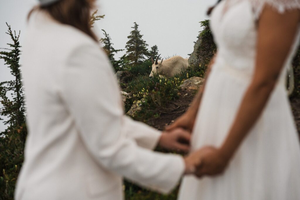 Brides hold hands on a mountain trail while a mountain goat grazes in the background