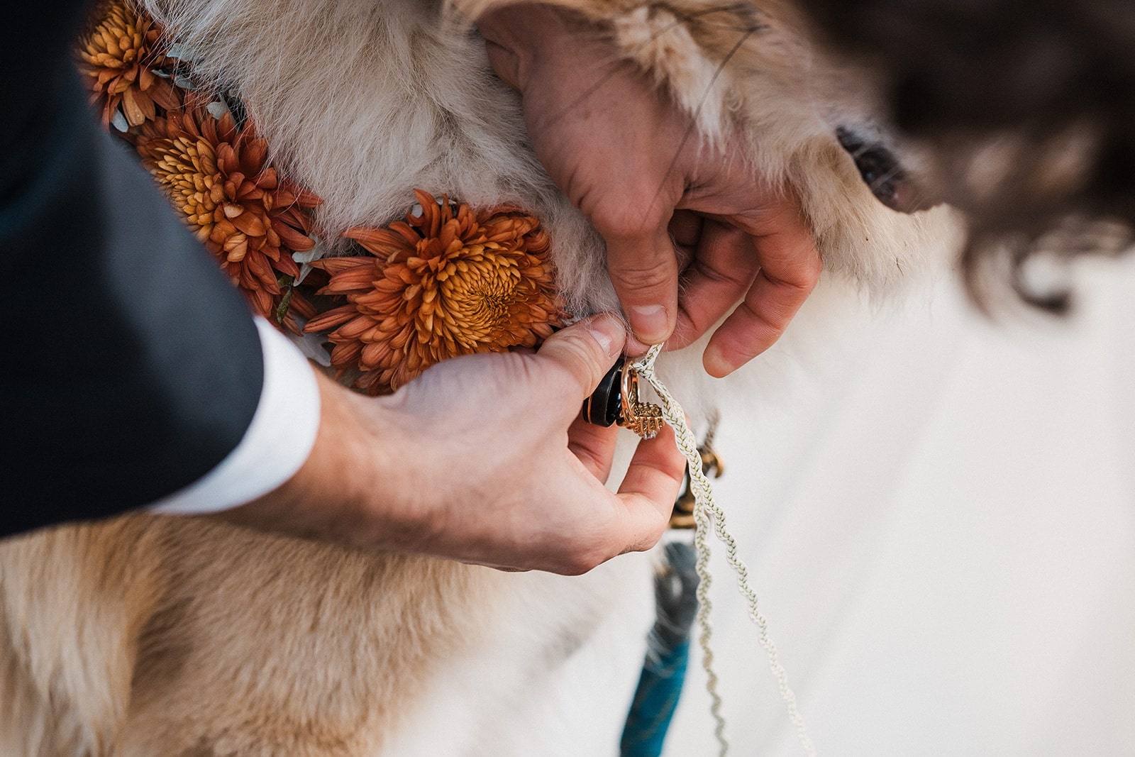 Groom unhooks wedding rings from dog's collar during their fall wedding in Washington