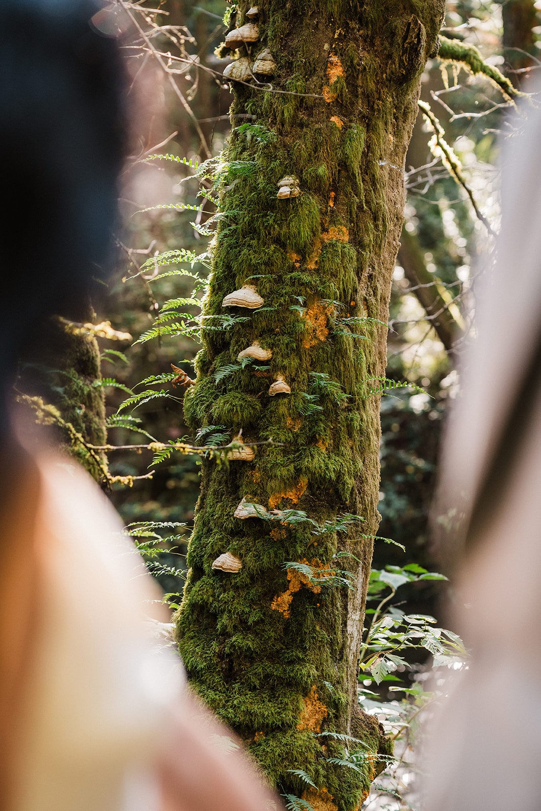 Bride and groom hold hands while looking at the mushrooms growing on the old-growth trees in Mt Baker