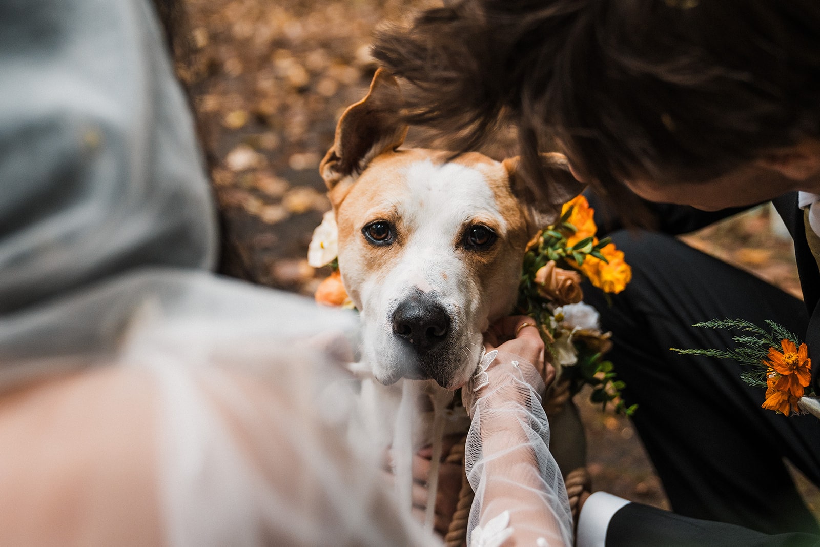 Bride and groom pet their dog at their Mount Baker elopement in the forest