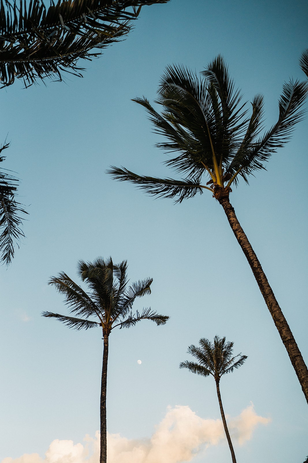 Palm trees set against the blue sky in Kauai.
