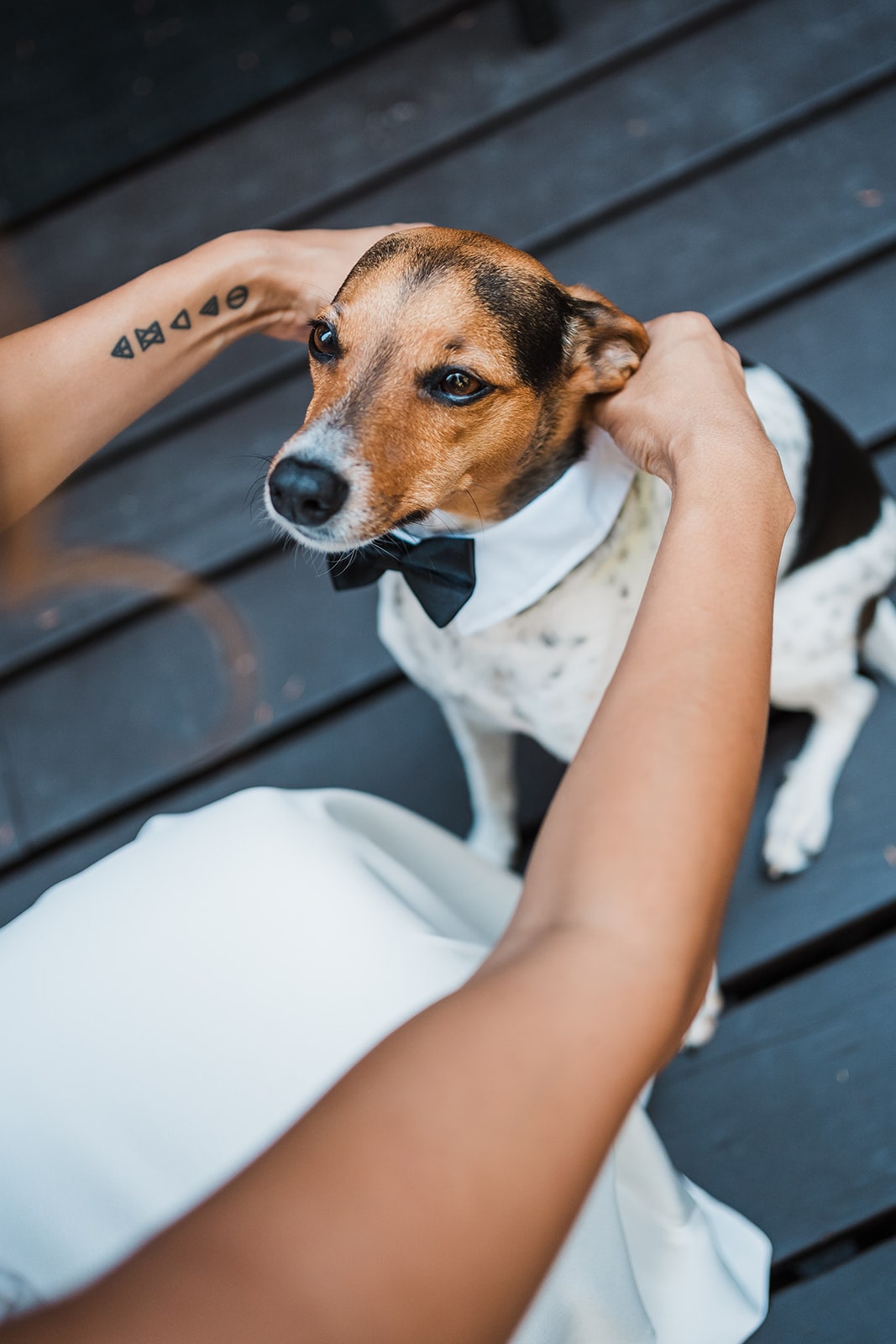 Bride puts a bowtie collar on dog for her dog friendly elopement.