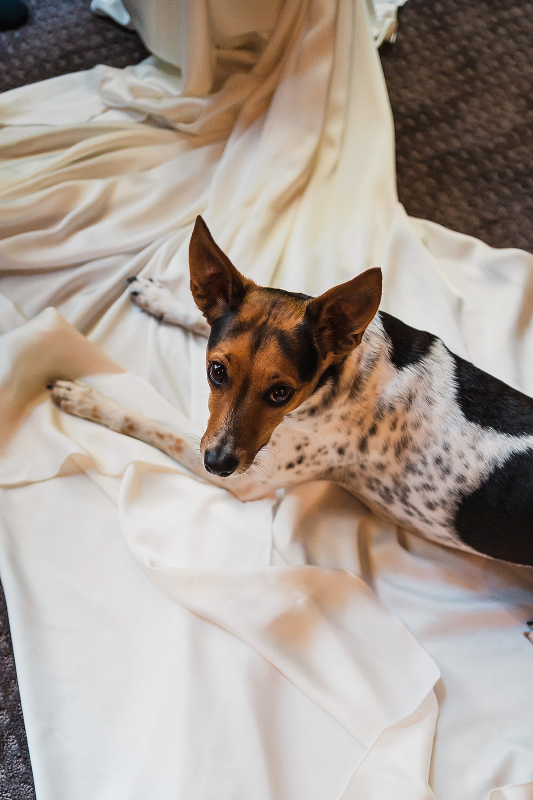 Dog lays on bride's white wedding dress train while she gets ready for her dog friendly elopement in Washington.