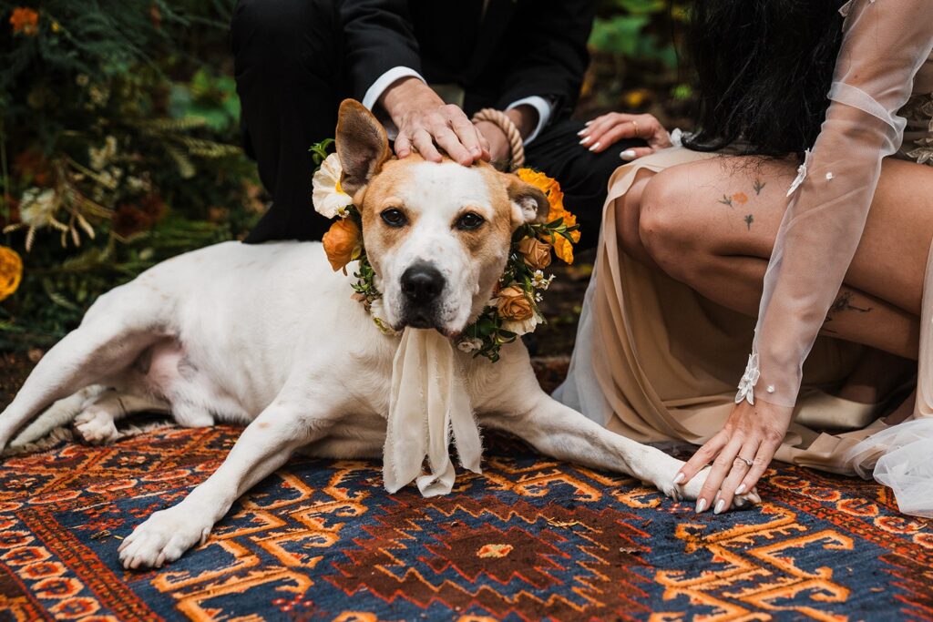 Dog lays on a patterned rug during an outdoor elopement ceremony in Washington.