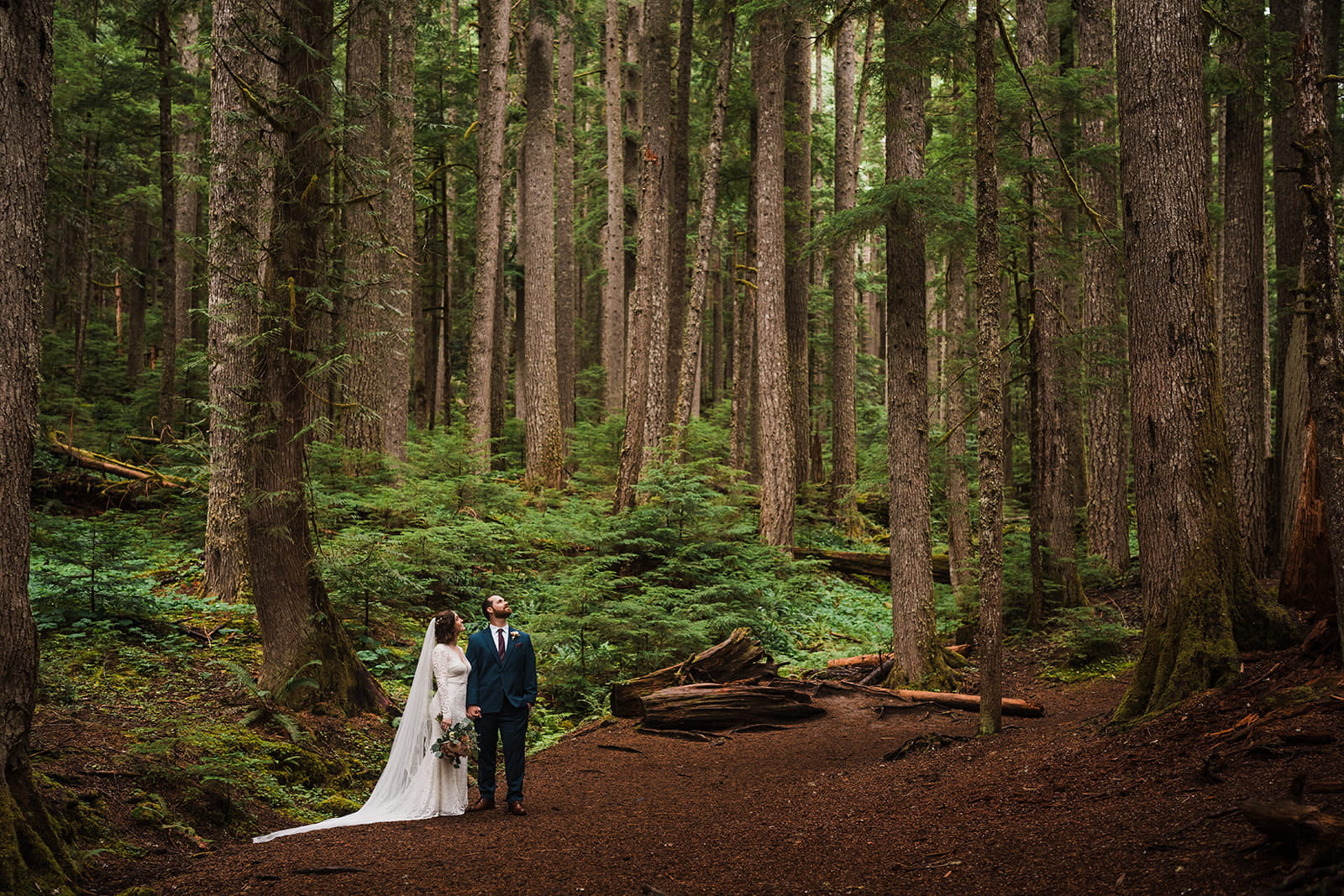 Bride and groom stand in a forest clearing looking up at the trees during their rainy wedding in Washington. 