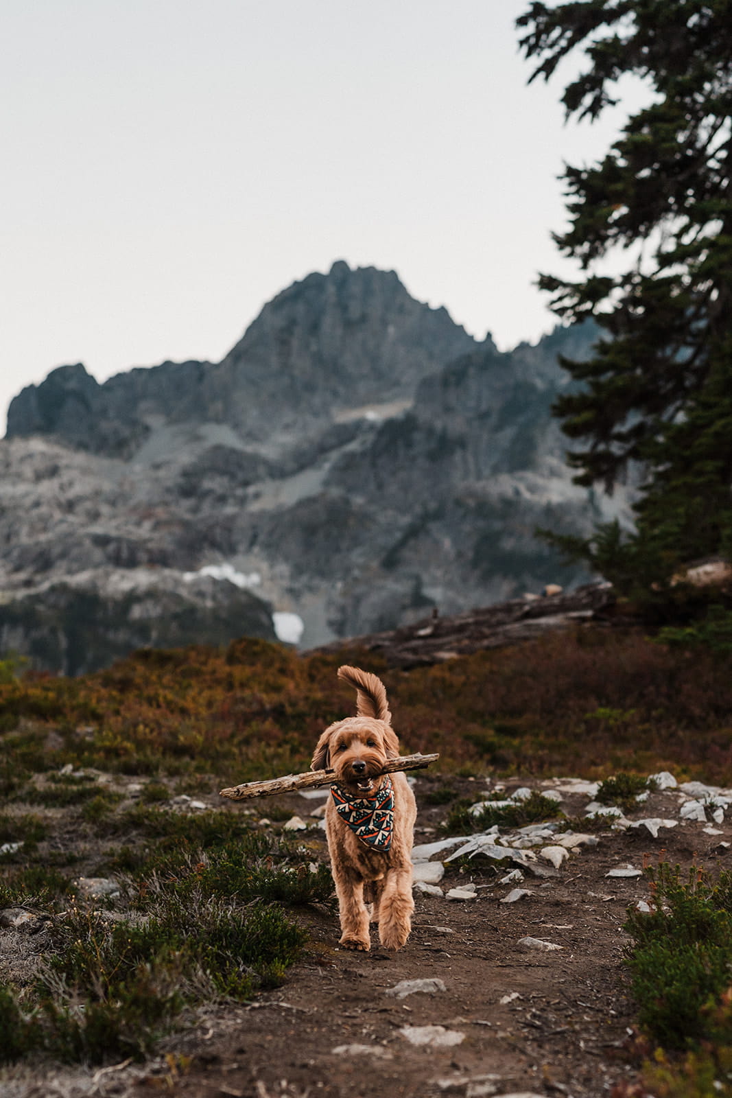 Dog trots along a mountain trail at Snow Lake. 